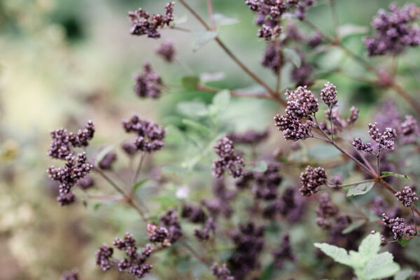 BB267020-B761-4A9B-94B8-0521DEDAA0FE